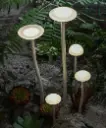 Mushroom Garden Light Matt White